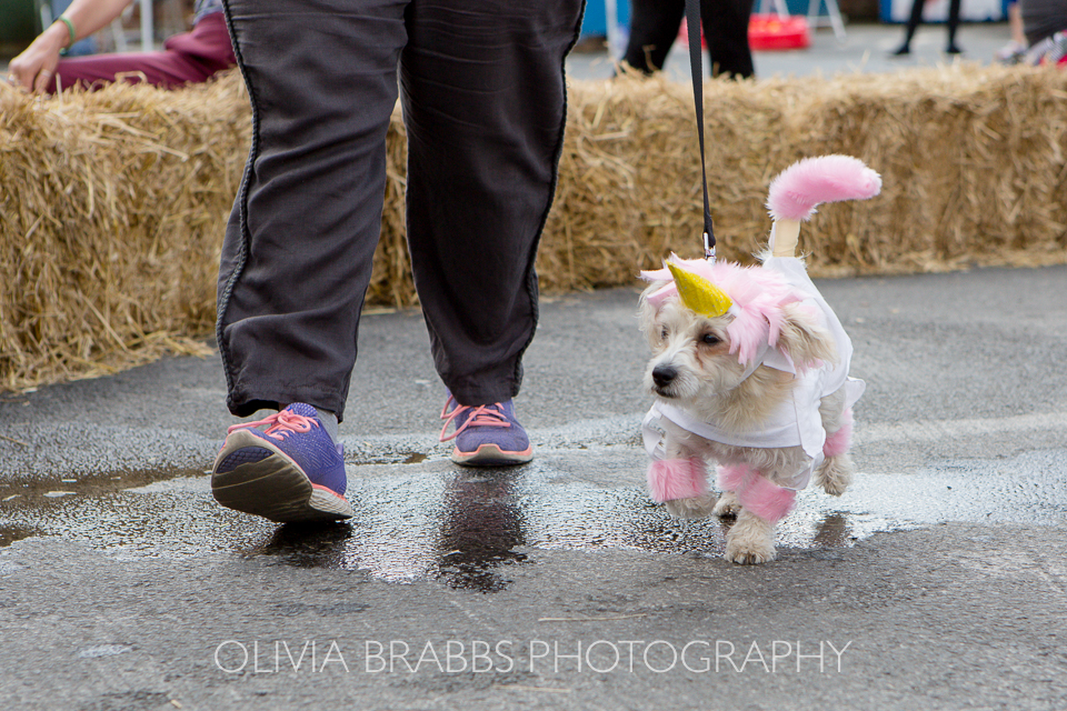 bishy road street party 2017 and bishy barkers dog show
