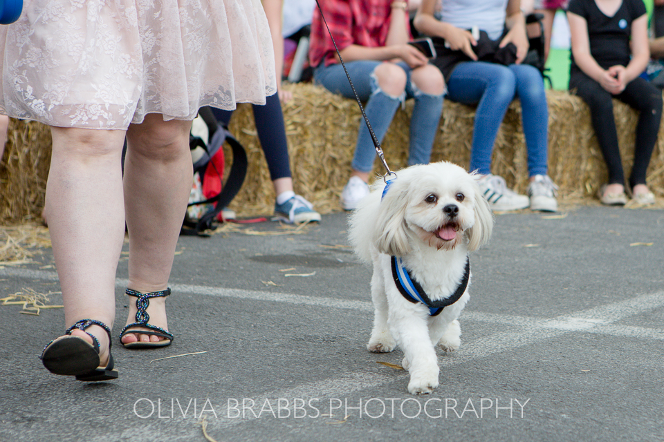 bishy road street party 2017 and bishy barkers dog show